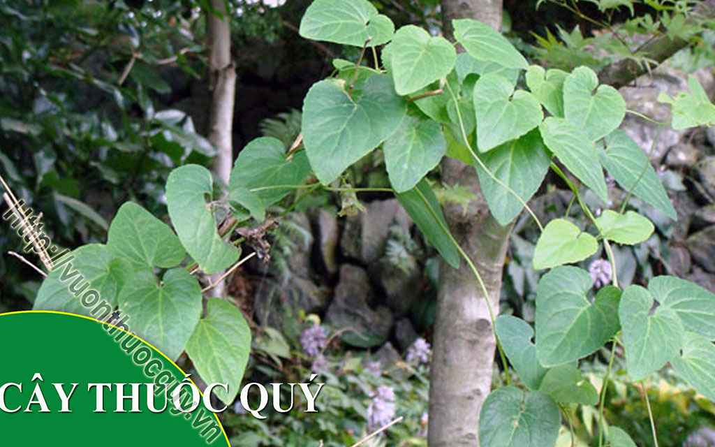 Địa Chỉ Bán Đẳng Sâm Nguyên Chất