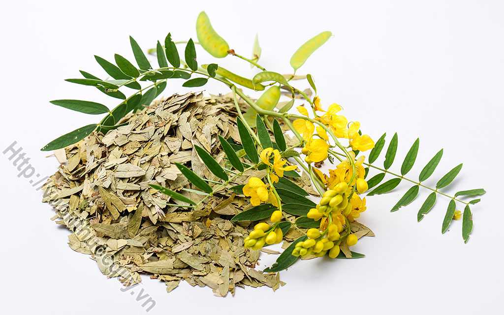 Địa Chỉ Bán Phan Tả Diệp Nguyên Chất