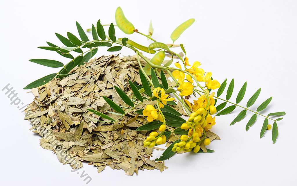 Phan Tả Diệp Hỗ Trợ Giúp Nhuận Tràng