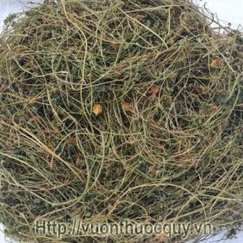 Dây Mướp Đắng Rừng