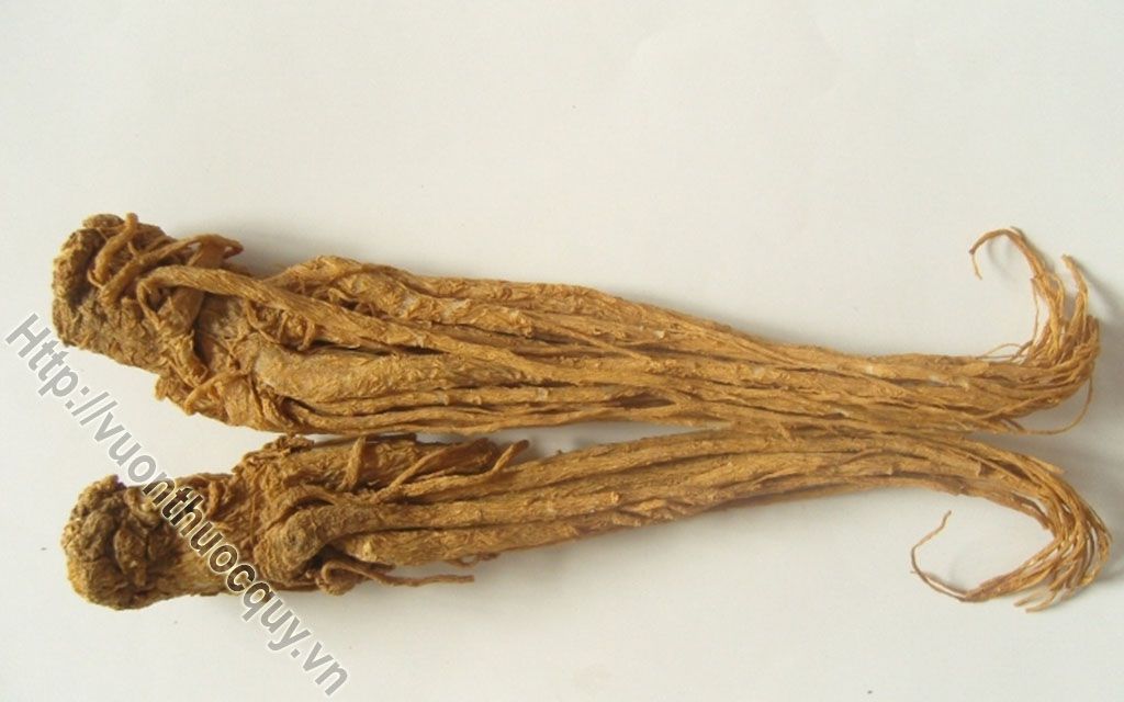 Đương Quy Thuốc Quý Cho Chị Em