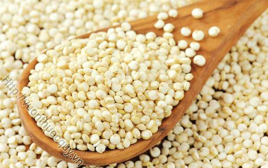 Nhân Ý Dĩ Vị Thuốc Bổ Tỳ