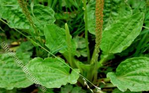 Những Công Dụng Quý Của Bông Mã Đề