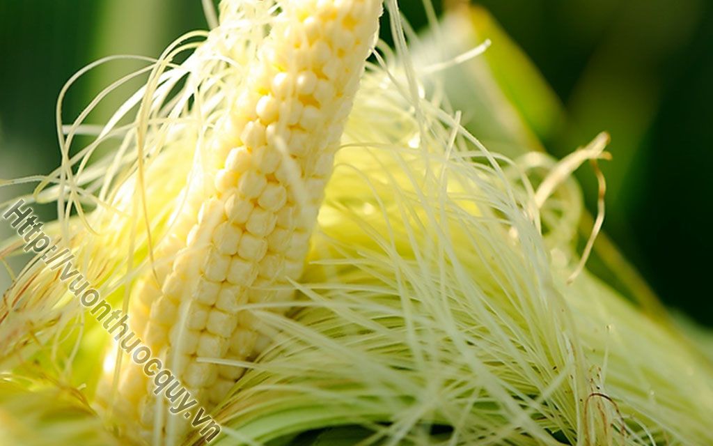Râu Ngô Hỗ Trợ Lợi Tiểu