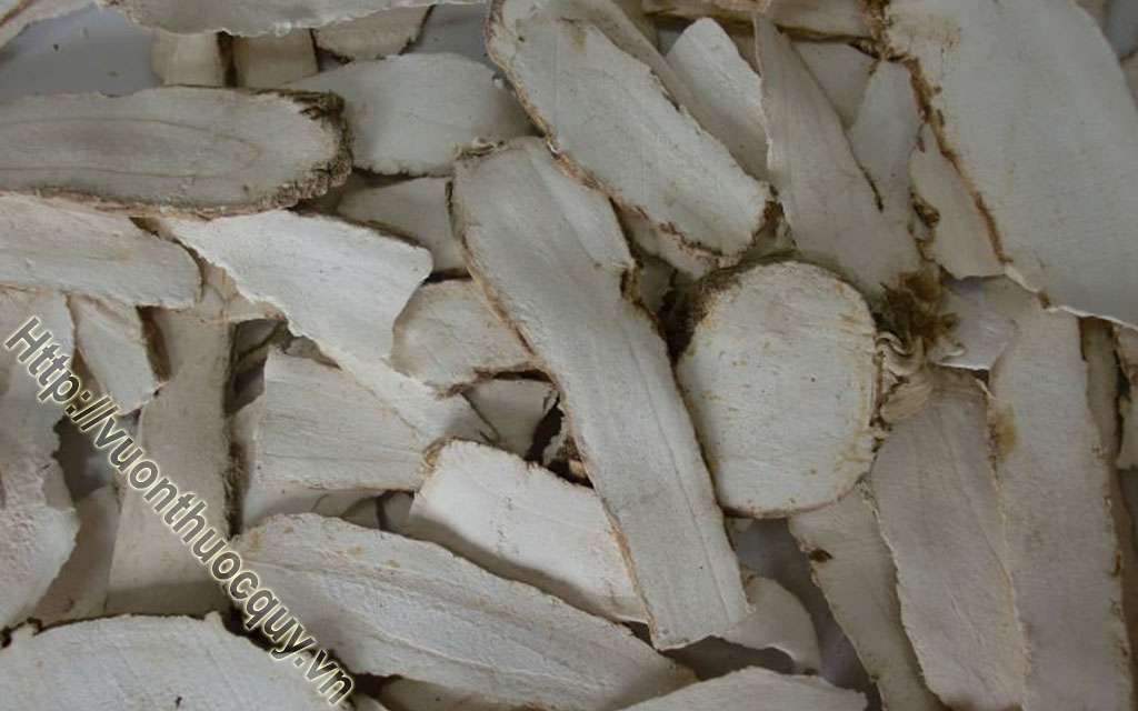 Địa Chỉ Bán Bột Bạch Chỉ Nguyên Chất
