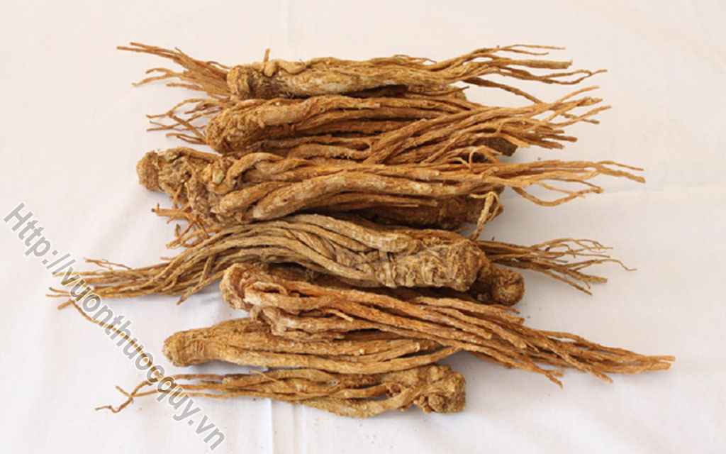 Địa Chỉ Bán Bột Đương Quy Nguyên Chất