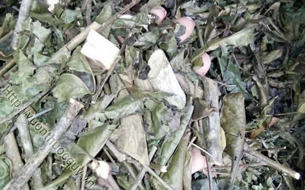 Địa Chỉ Bán Cây Lá Gan Nguyên Chất