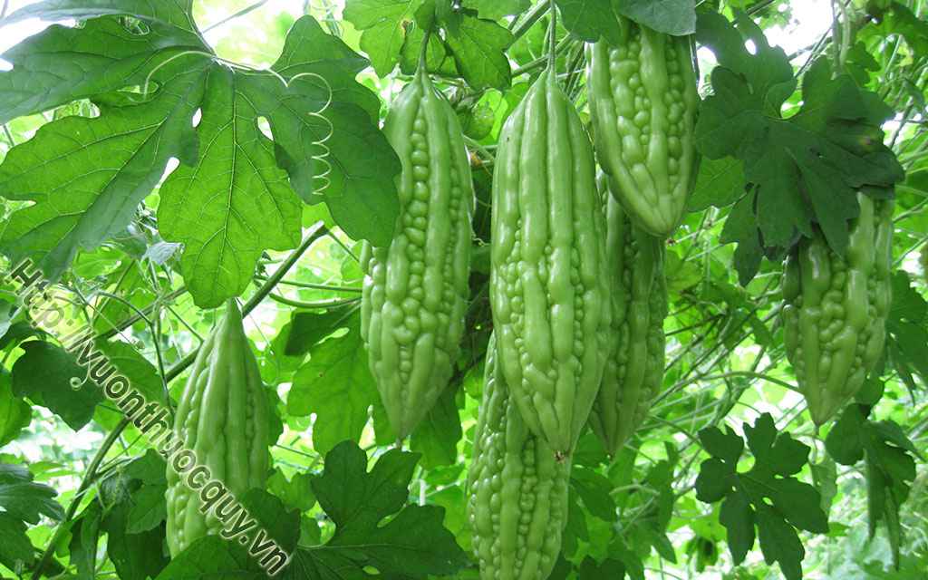 Khổ Qua Hỗ Trợ Điều Trị Bệnh Tiểu Đường