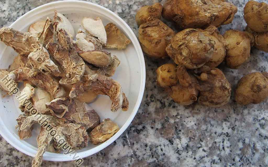 Những Bài Thuốc Hay Từ Cây Địa Liền