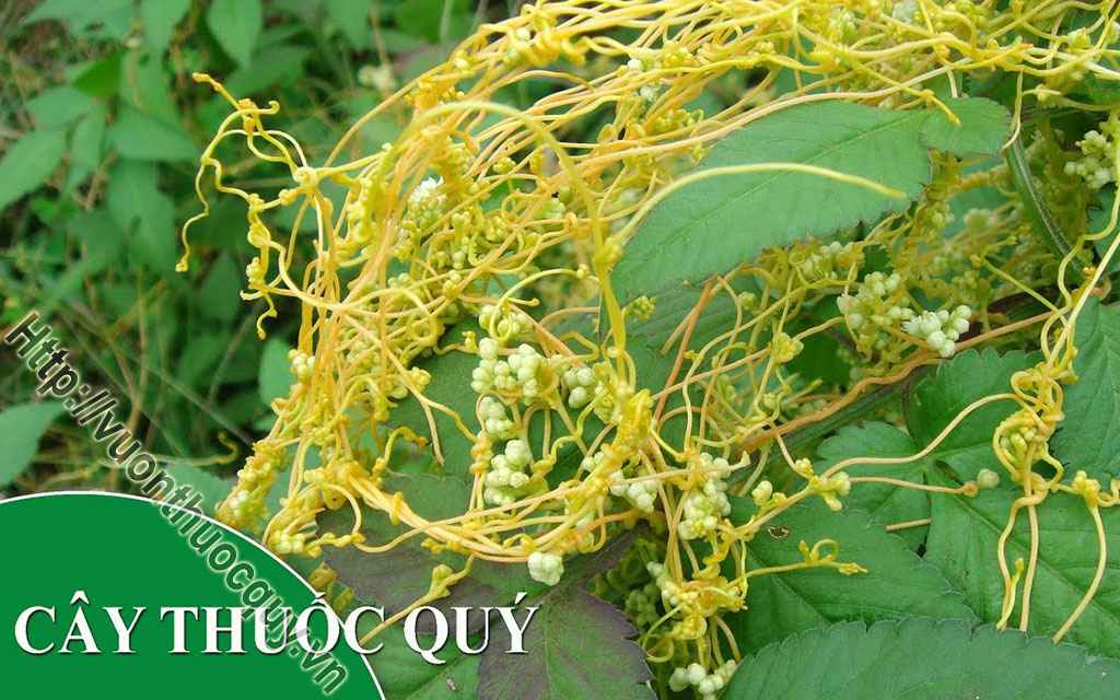 Thỏ Ty Tử Thuốc Quý Của Nam Giới