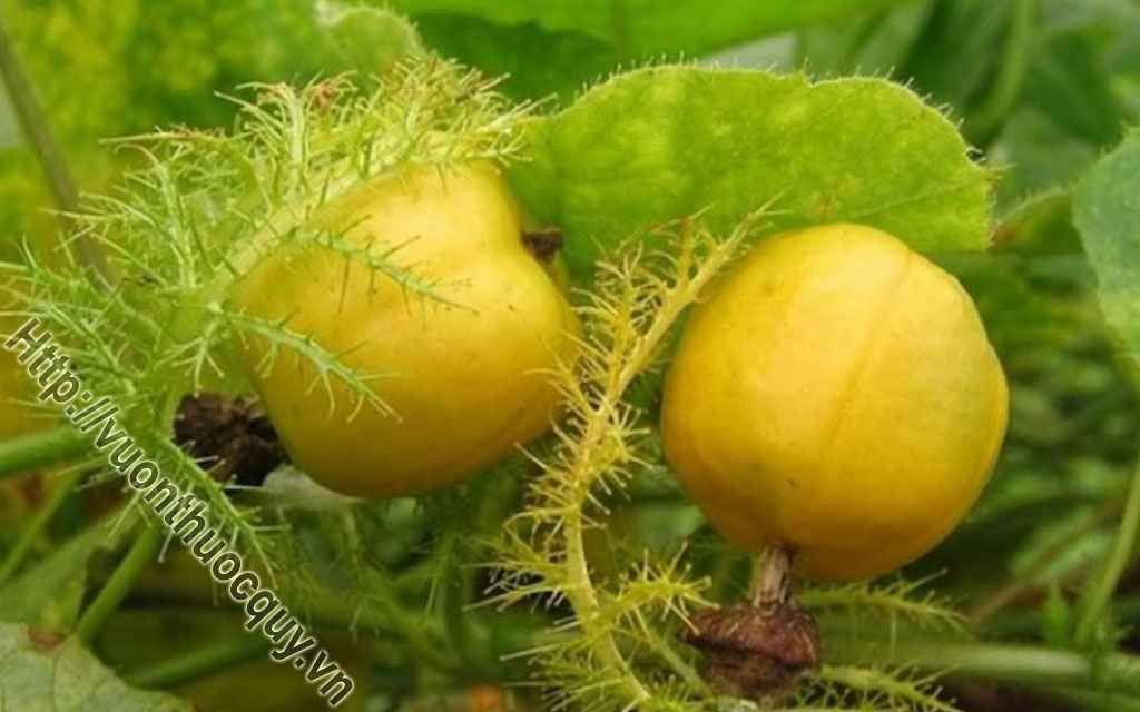 Cây Lạc Tiên Chữa Mất Ngủ