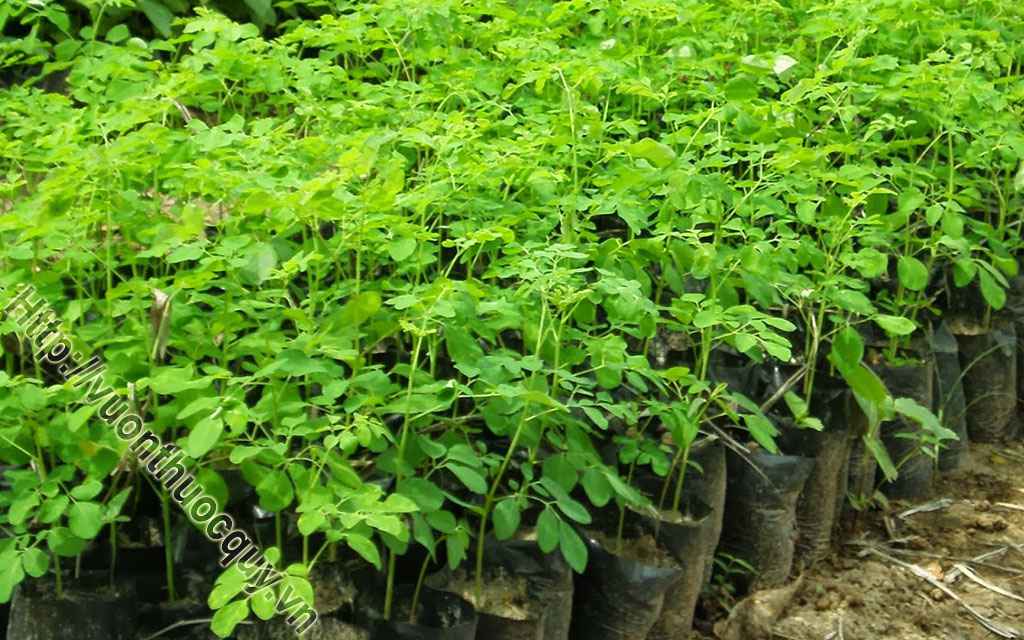 Chùm Ngây Hỗ Trợ Phòng Chống Ung Thư
