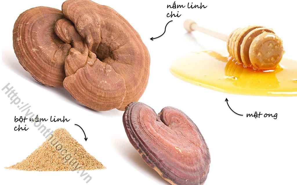 Cường Tâm Kiện Não Nhờ Nấm Linh Chi