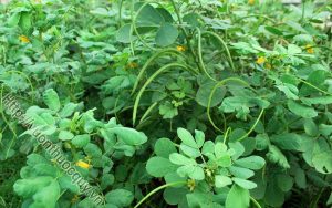Hạt Muồng Hỗ Trợ Điều Trị Tăng Huyết Áp