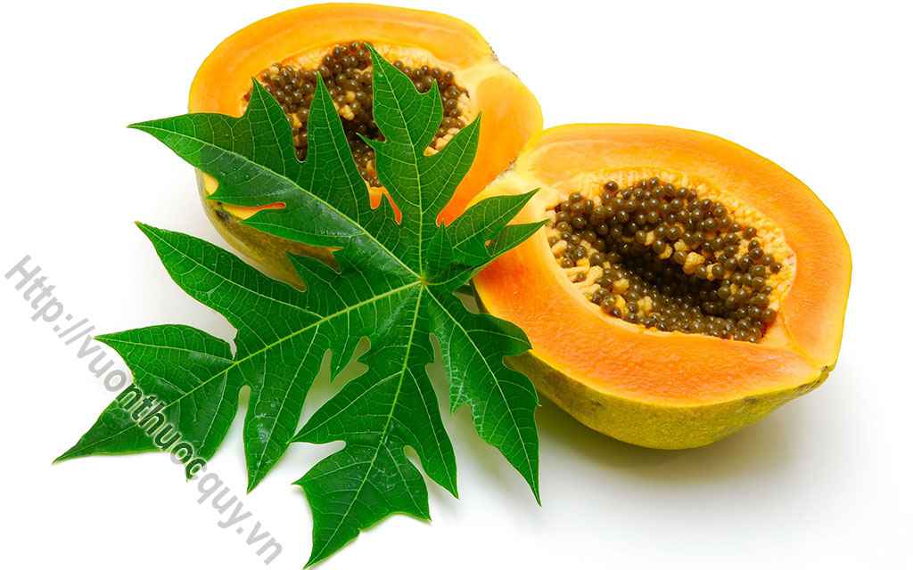 Những Lợi Ích Của Lá Đu Đủ