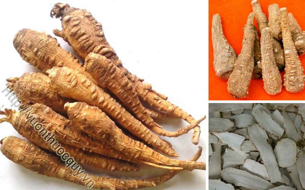 Bạch Chỉ Hỗ Trợ Điều Trị Cảm Phong Hàn