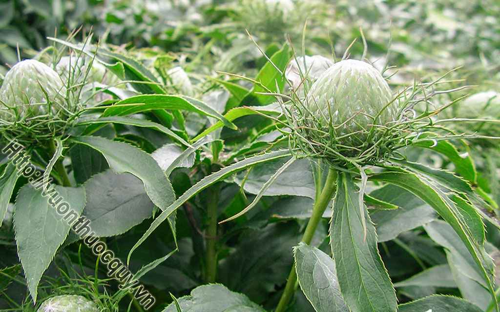 Bạch Truật Hỗ Trợ Kiện Tỳ