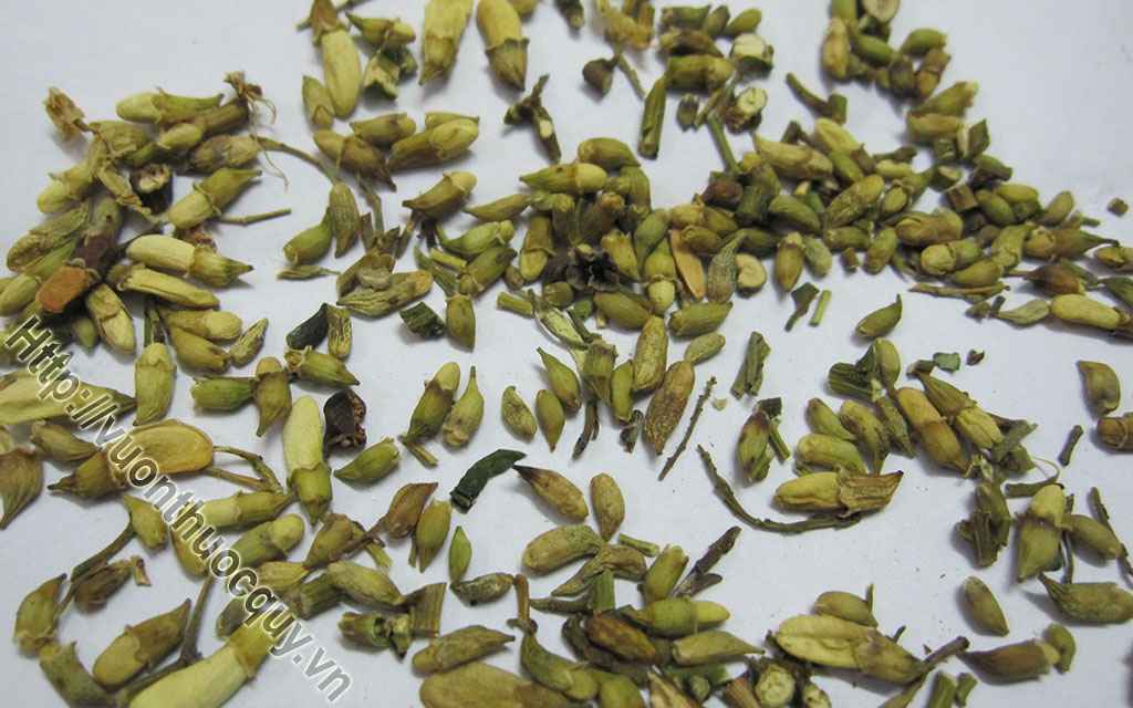 Bài Thuốc Hay Từ Hoa Hòe