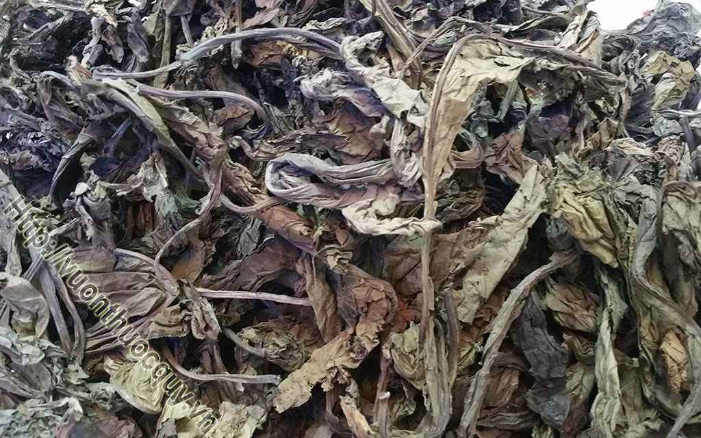 Bồ Công Anh Hỗ Trợ Thanh Nhiệt