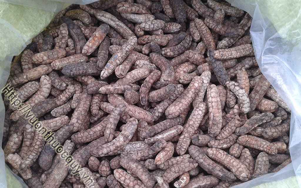 Chuối Hột Tốt Cho Người Sỏi Thận
