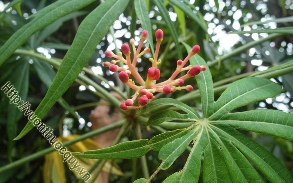 Đỗ Trọng Hỗ Trợ Khỏe Gân Cốt