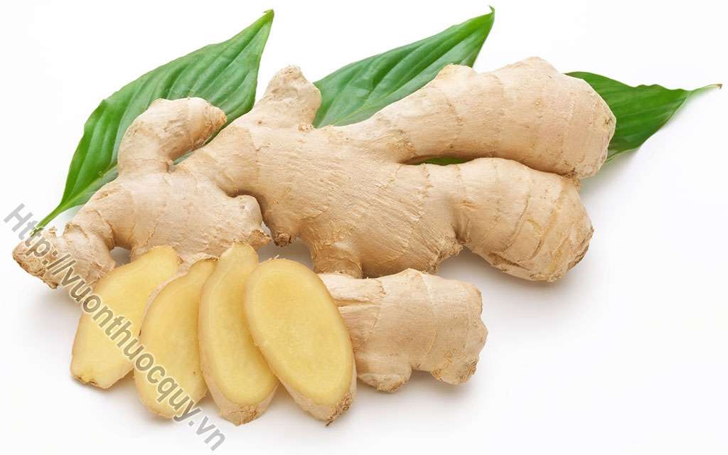 Gừng Khô Vị Thuốc Quý Đa Năng