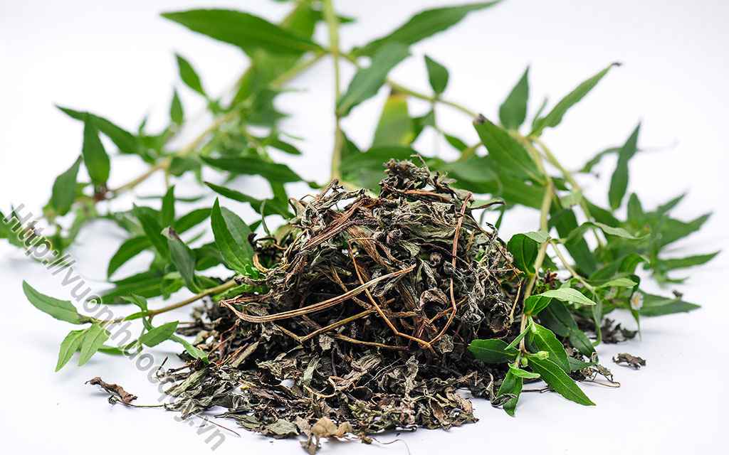 Ích Âm Nhờ Cỏ Mực