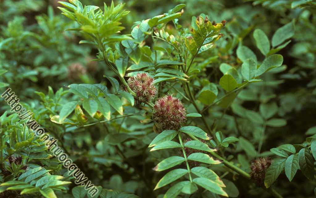 Một Số Lưu Ý Khi Dùng Cam Thảo Bắc