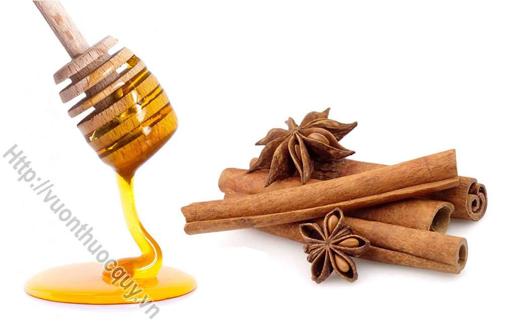 Quế Giúp Tăng Cường Trí Nhớ