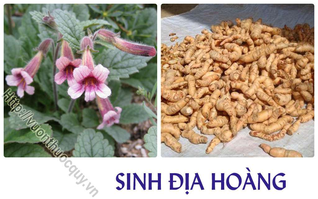 Sinh Địa Hỗ Trợ Tư Âm Giáng Hỏa