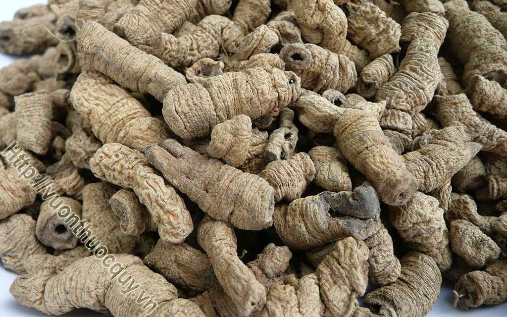Cách Ngâm Rượu Ba Kích Tím
