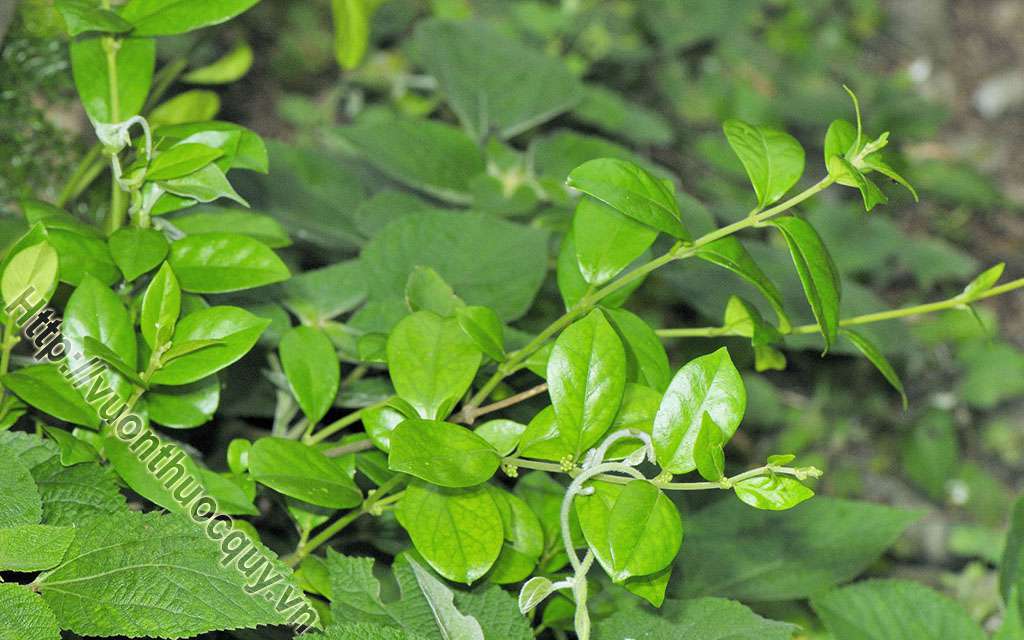 Dây Thìa Canh Tốt Cho Người Tiểu Đường