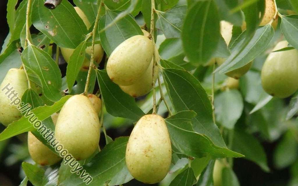 Kha Tử Dược Thảo Quý Trị Viêm Họng