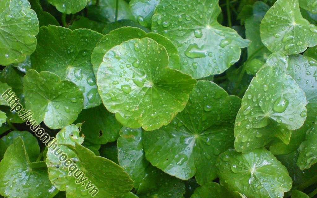 Rau Má Tốt Cho Người Bệnh Trĩ