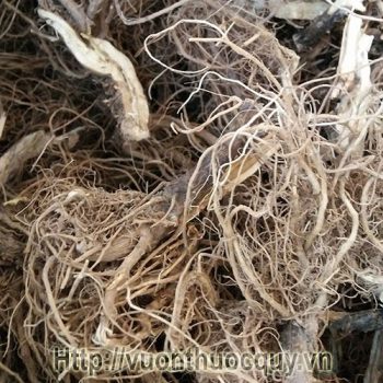 Rễ Bồ Công Anh