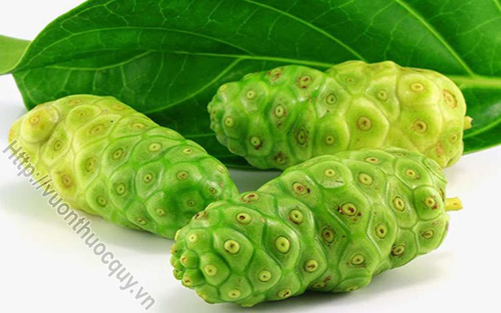 Tác Dụng Của Trái Nhàu Rừng