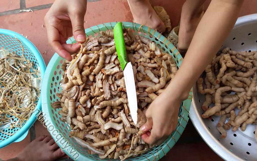 Tại Sao Ngâm Rượu Ba Kích Nên Bỏ Lõi ?