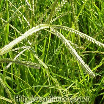 Cỏ Mần Trầu