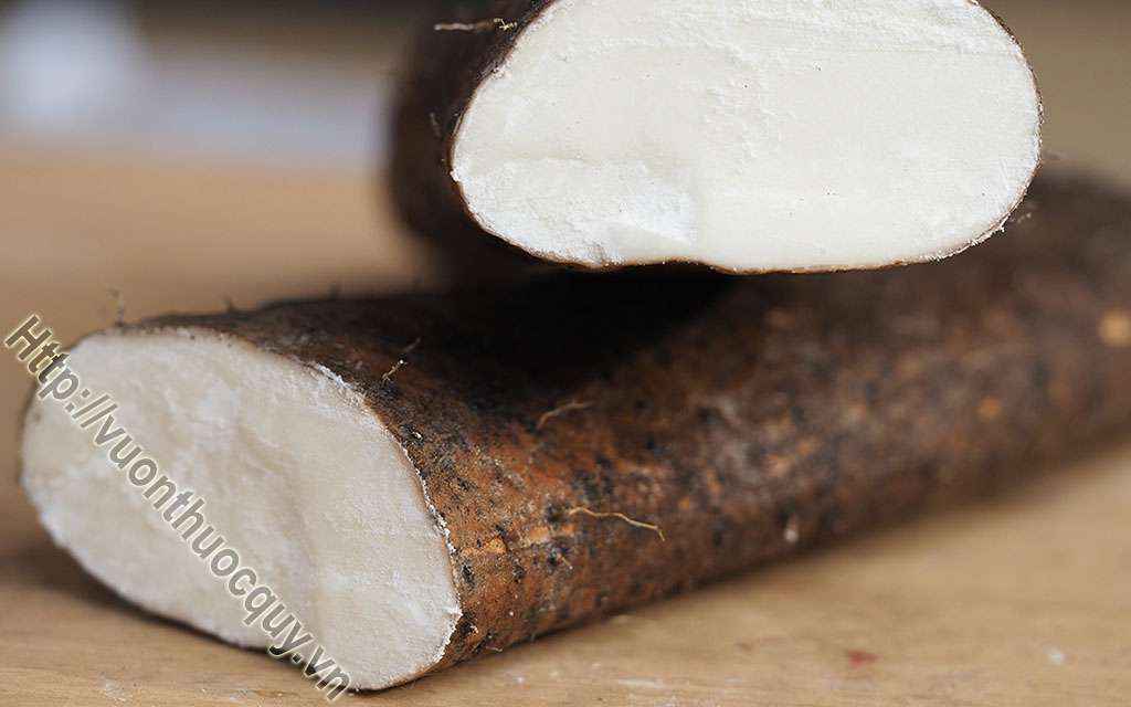Củ Mài Hỗ Trợ Điều Trị Suy Nhược Cơ Thể