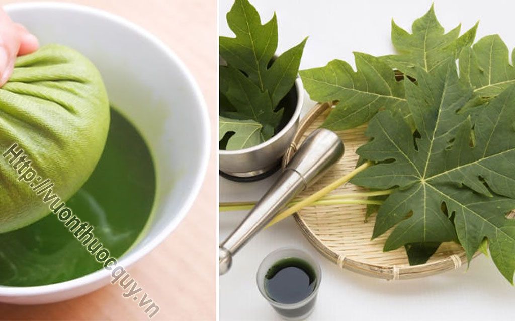 Lá Đu Đủ Hỗ Trợ Phòng Ngừa Ung Thư
