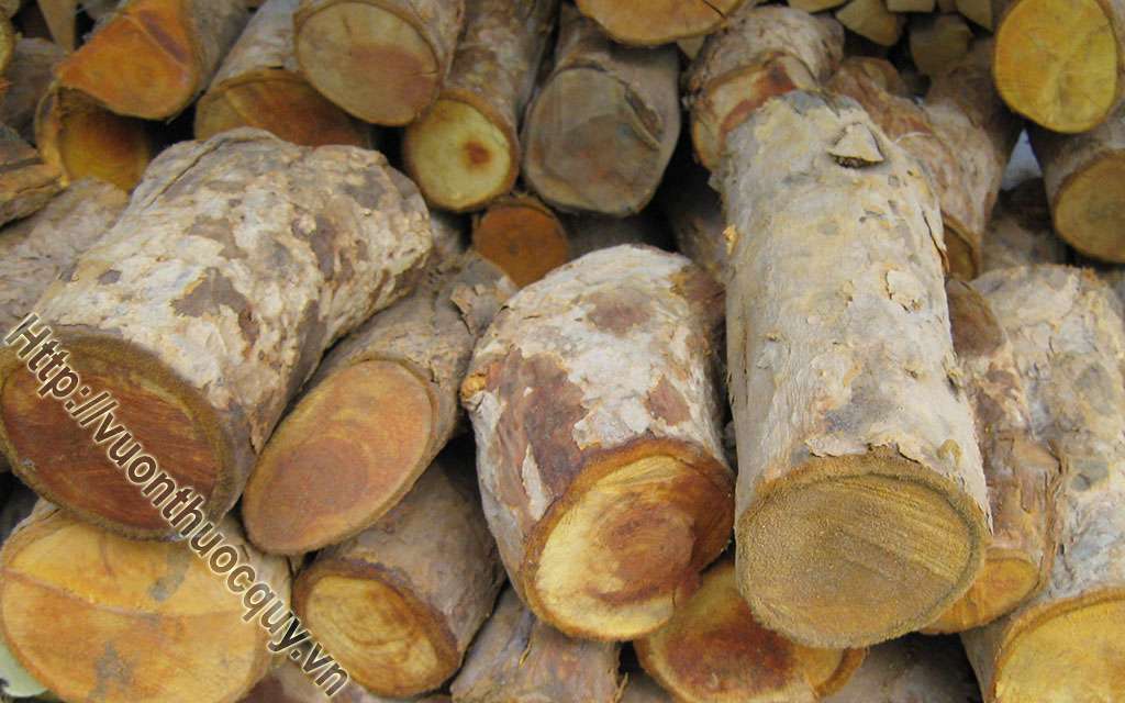 Những Điều Cần Biết Khi Sử Dụng Cây Mật Gấu
