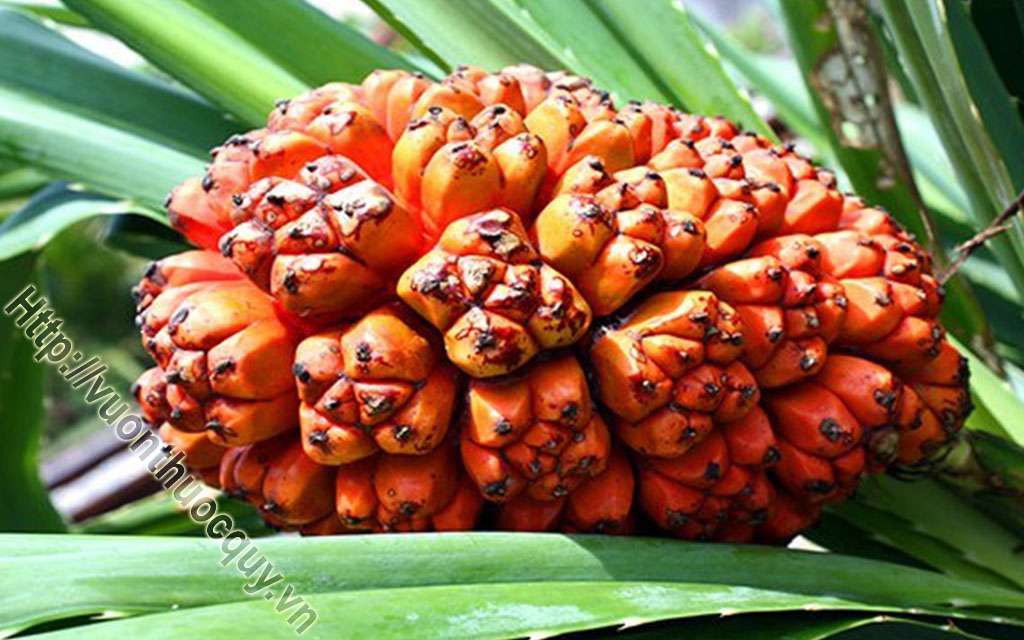 Quả Dứa Dại Tốt Cho Người Xơ Gan Cổ Trướng