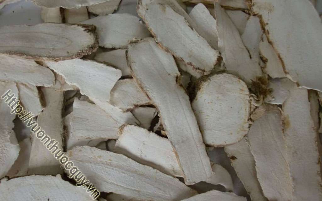 Mua Bạch Chỉ Ở Đâu Tốt ?