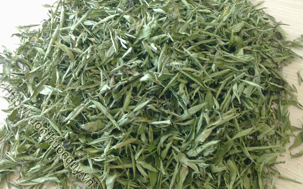 Mua Cỏ Ngọt Ở Đâu Tốt ?