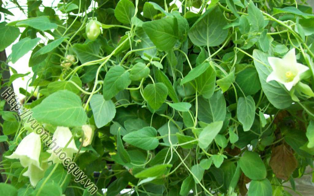 Mua Đẳng Sâm Ở Đâu Tốt ?