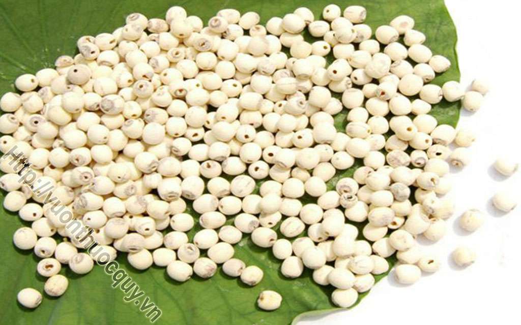 Mua Hạt Sen Ở Đâu Tốt ?