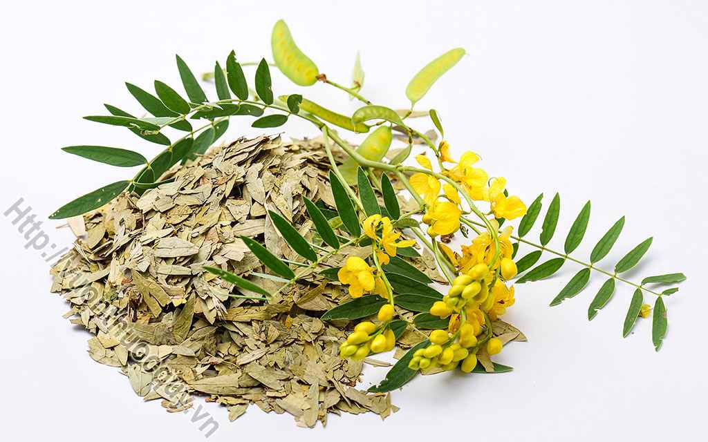 Mua Phan Tả Diệp Ở Đâu Tốt ?