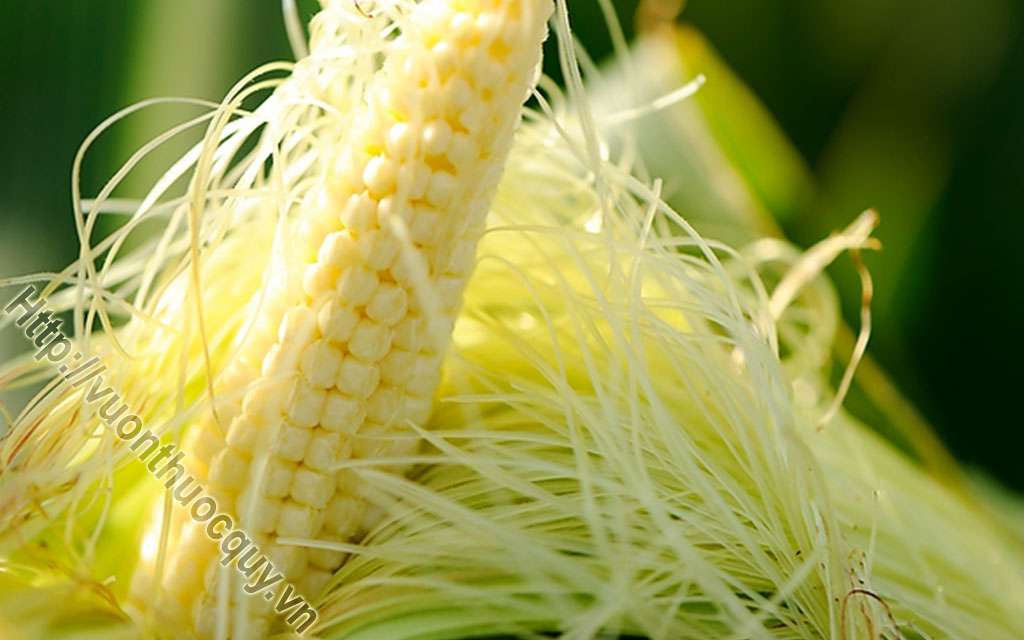 Mua Râu Ngô Ở Đâu Tốt ?
