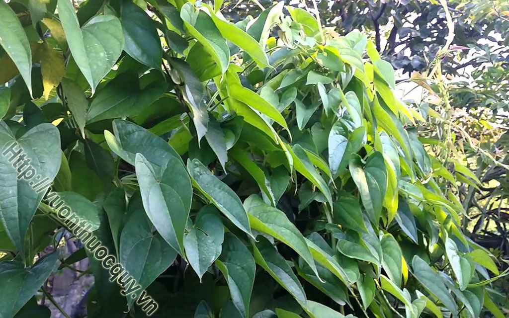 Hoài Sơn Thuốc Bổ Ngũ Tạng