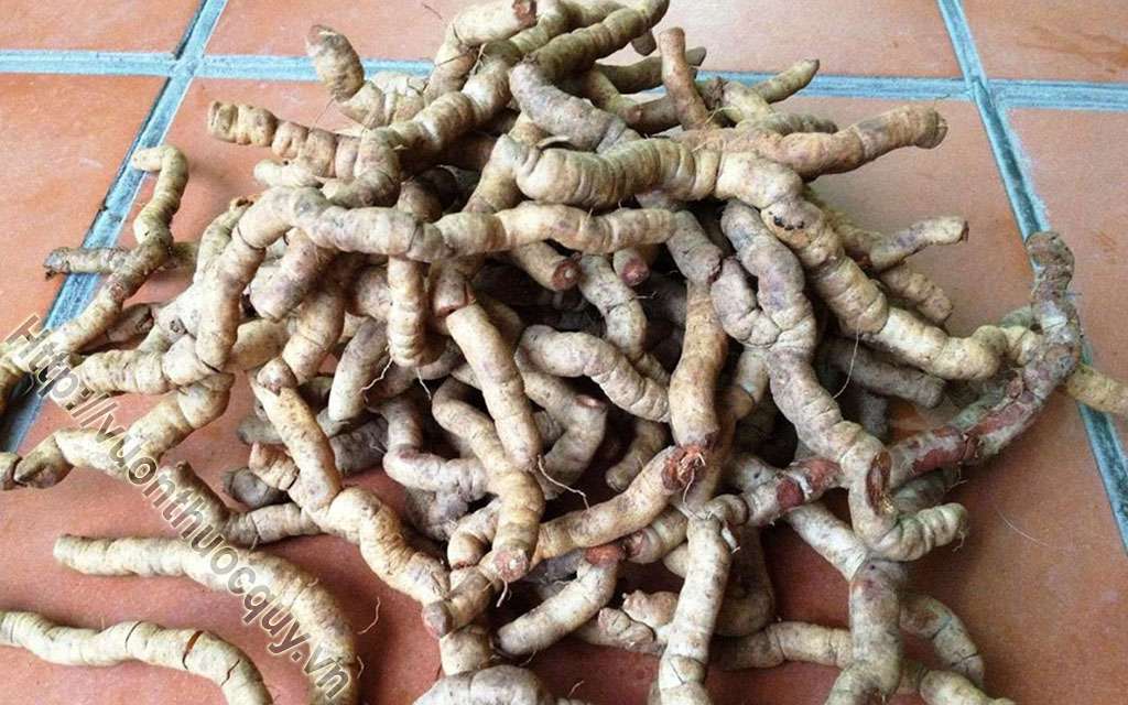 Mua Ba Kích Tím Ở Đâu Tốt ?